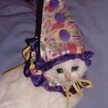 SidRaccoon
