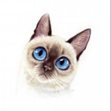 Sofi_Coffee16