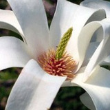 Michelia