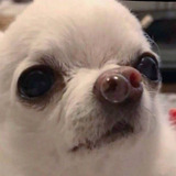 Aleonchocopai