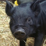 niggapig