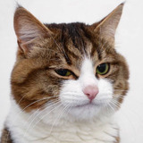 meow_kate