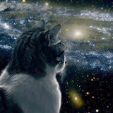 tweedlecat