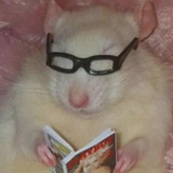Devious_Cat