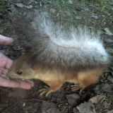 Foxy_Rainard