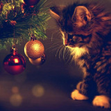fluffy_cat