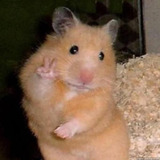 gerusez
