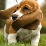 Marley