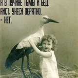 Fat_Manul