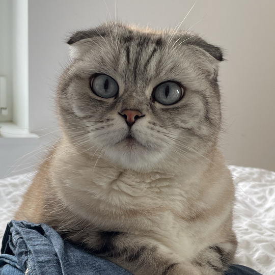 Catreena
