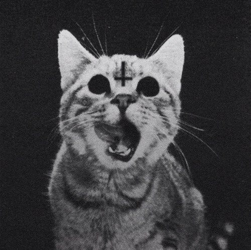 deadcat