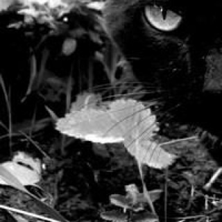Blackfogcat