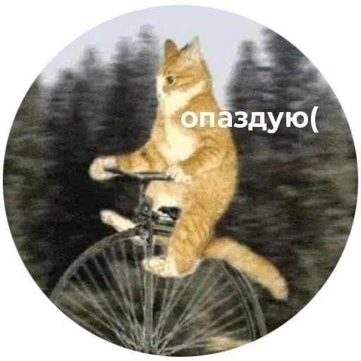ДаринаК