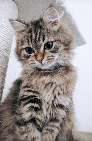 Purplecat