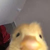 g1493534