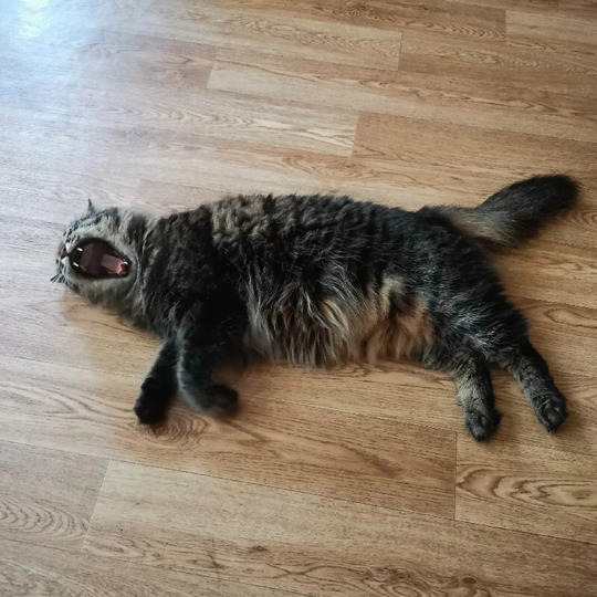 mmihon