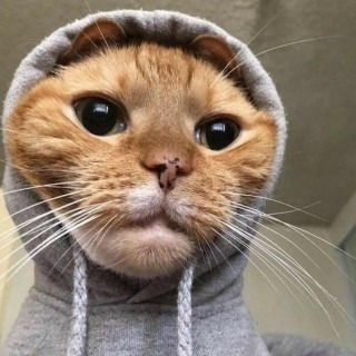 anton_agd