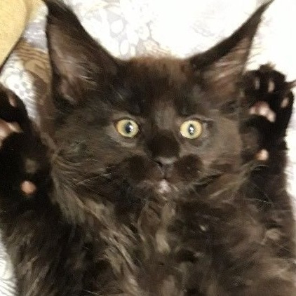 Blackynn