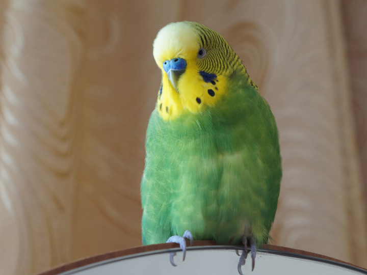 budgie_kesha