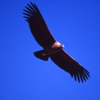 andy_condor