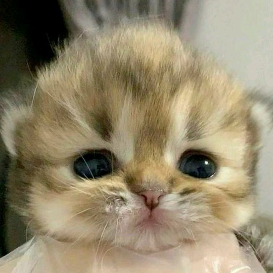 taba