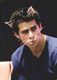 frustratedcat