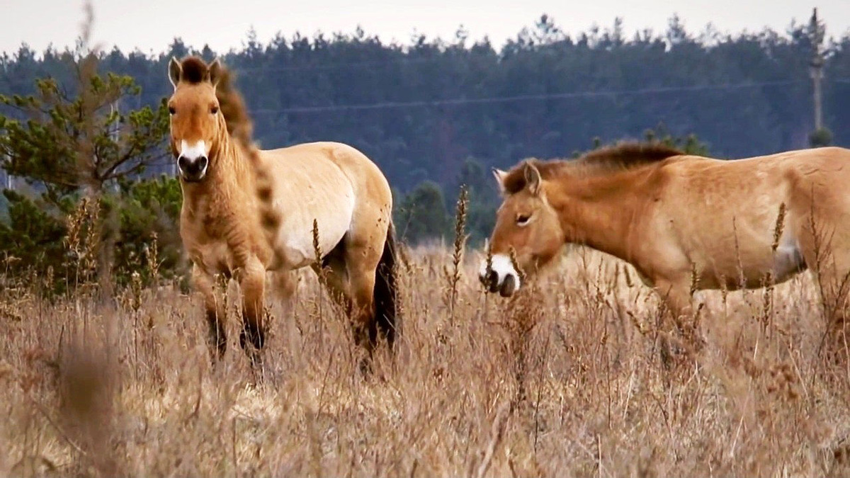 Лошадь пржевальского фото животного