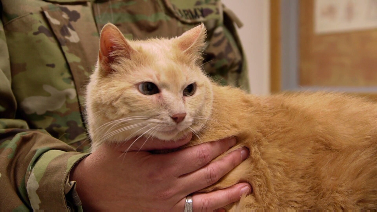 Dr. Dee: Alaska Vet - s02e11 - Battling FIV.