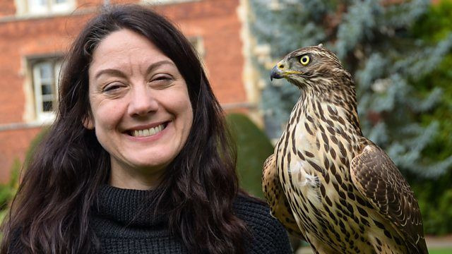 BBC: Живой мир — s37e07 — H is for Hawk: A New Chapter
