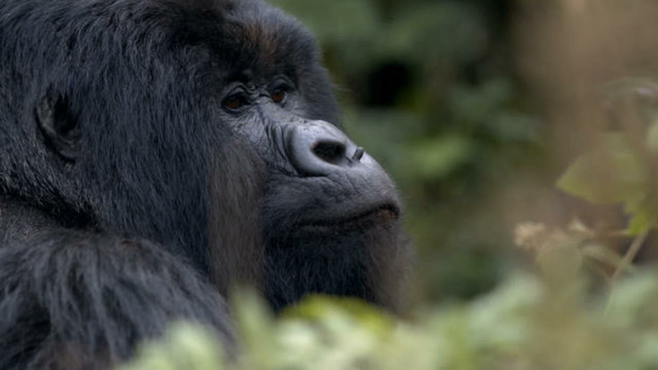60 Minutes — s54e11 — Hazing | Saving The Mountain Gorillas| Rita Moreno
