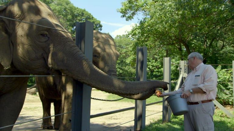 The Zoo — s02e04 — An Elephant's Trust
