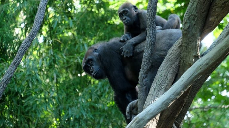 The Zoo — s01e01 — Higher Purpose
