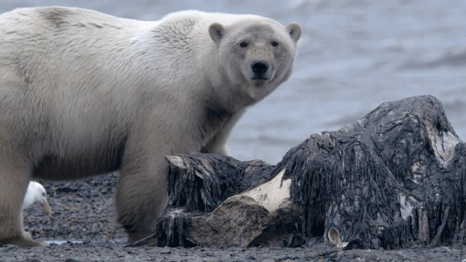 Alaska's Grizzly Gauntlet — s01e02 — Ice Bear Siege