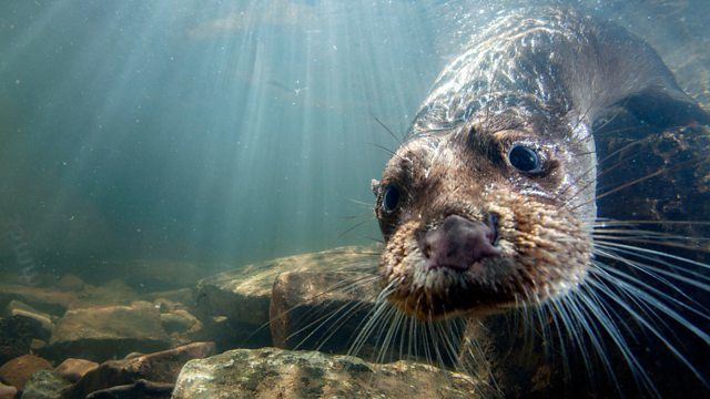 BBC: Живой мир — s37e05 — Supercharged Otters