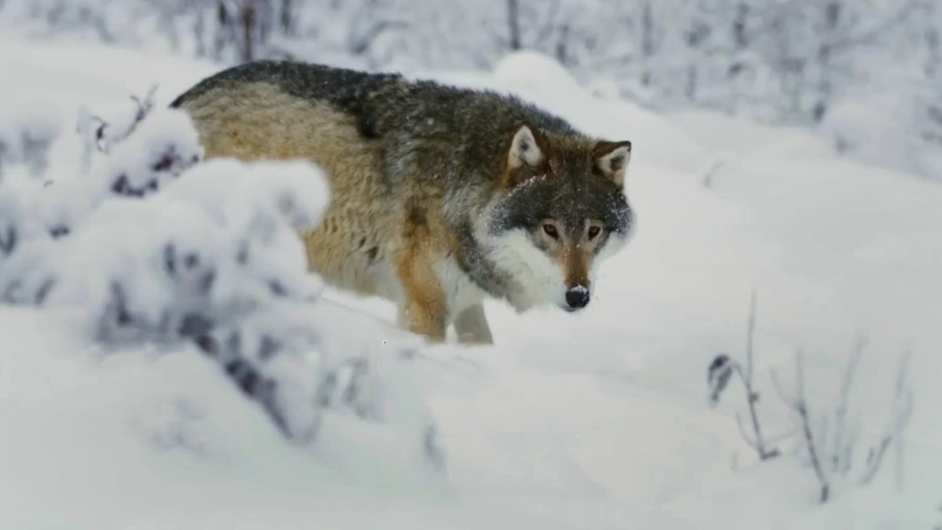 Аляска: Семья из леса — s10e02 — The Wolfpack vs. the Wolf