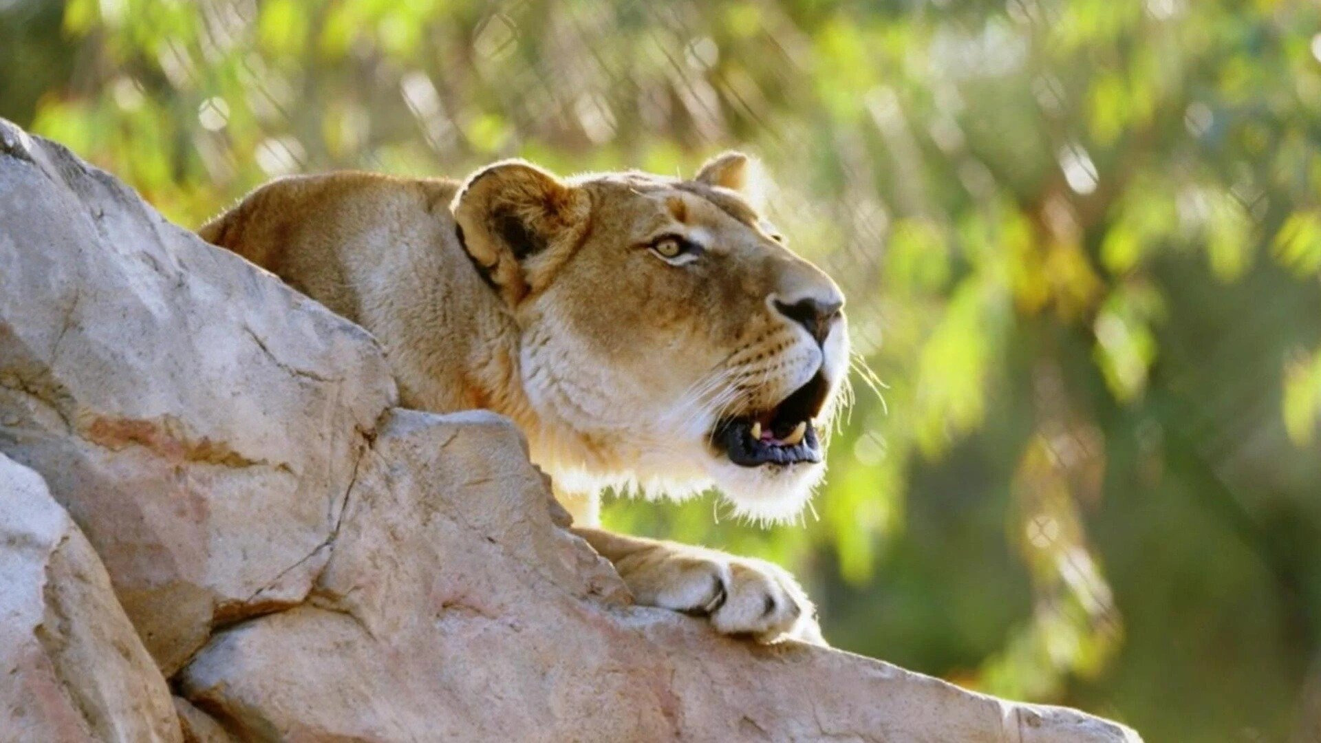 Secrets of the Zoo: Down Under — s02e09 — Battle of the Bellows