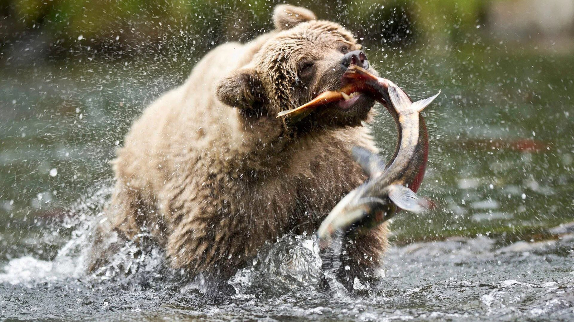 Alaska's Grizzly Gauntlet — s01e04 — Salmon Slaughterhouse