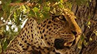 Африканские охотники — s01e01 — The Hungry Leopard