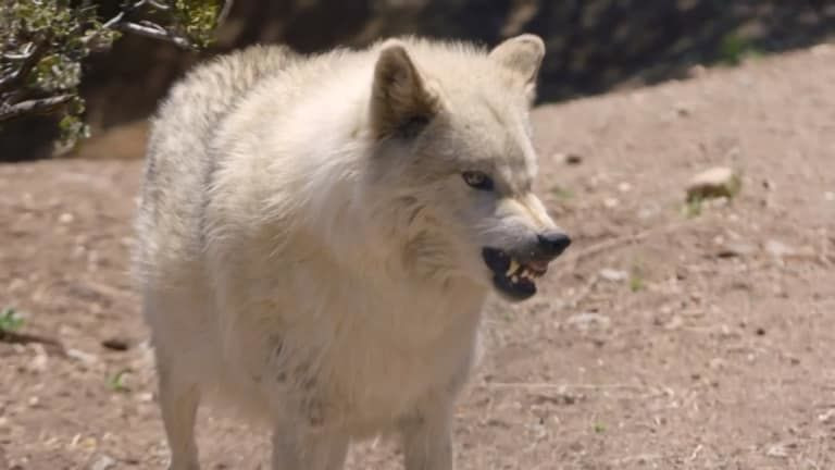Wolves and Warriors — s01e03 — The Heart of a Wolf