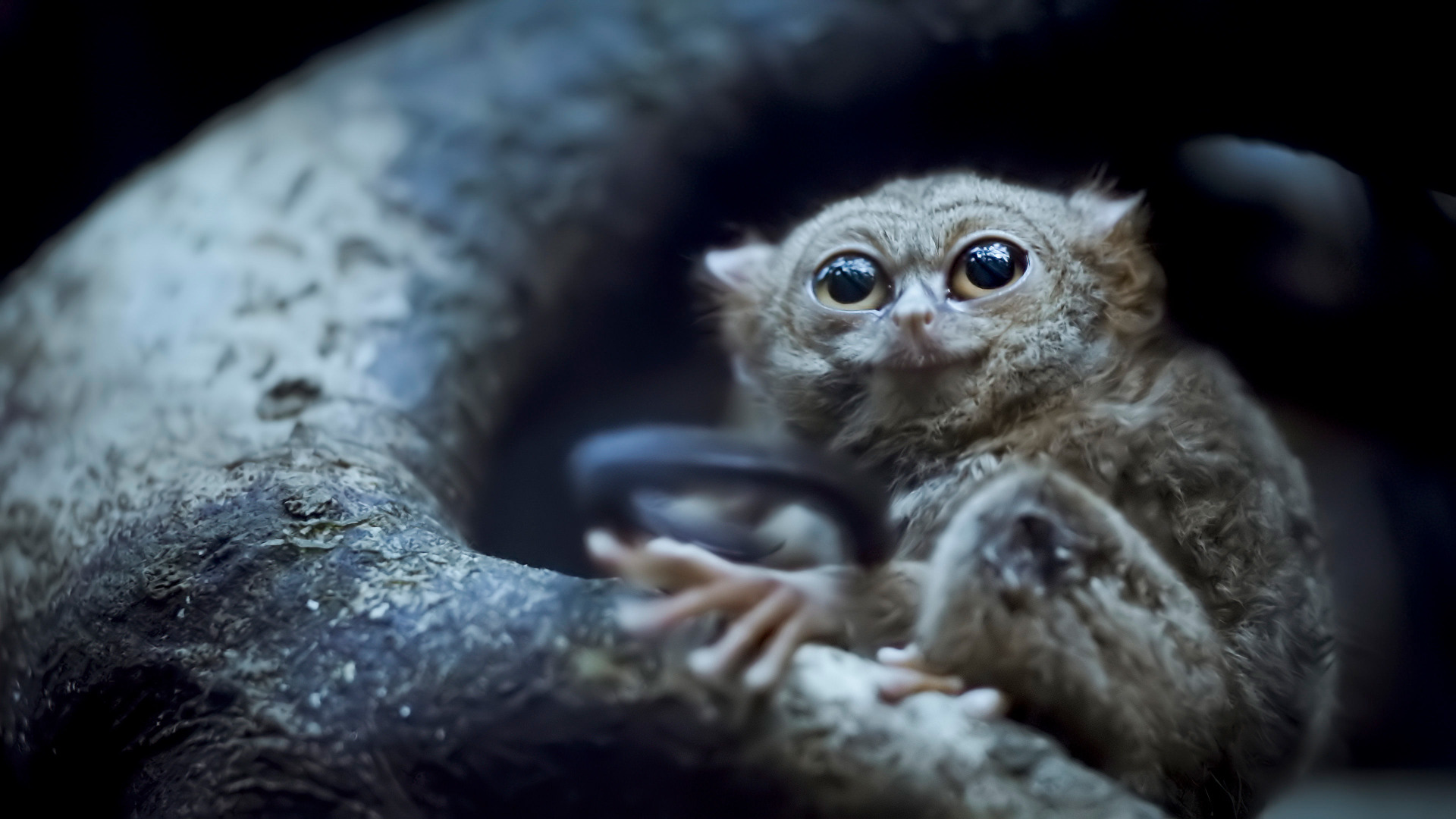 Earth at Night in Color — s01e02 — Tarsier Forest