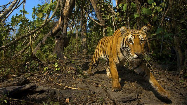 BBC: В поисках последнего тигра	 — s01e03 — Episode 3