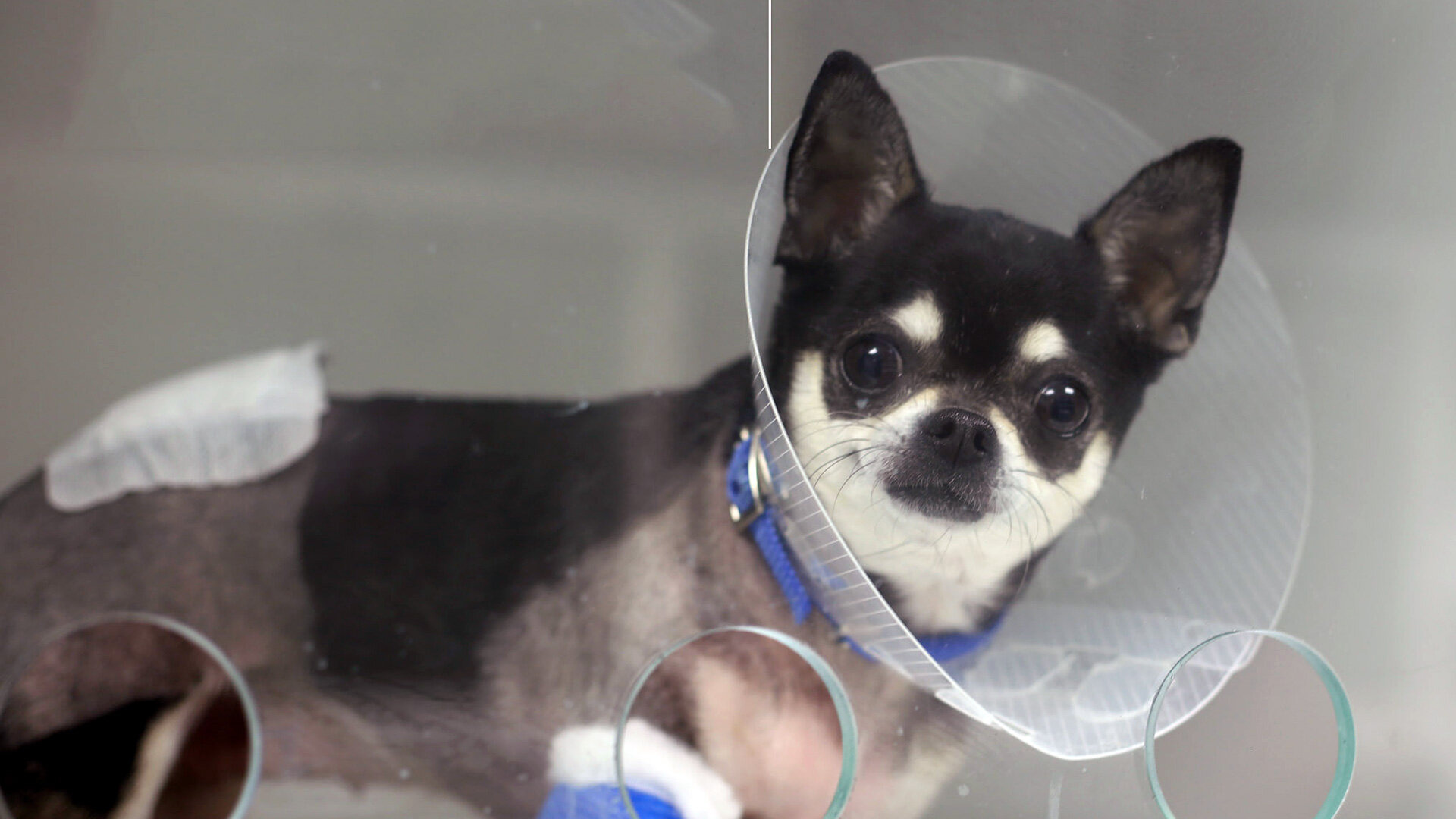 The Supervet: Noel Fitzpatrick — s08e02 — Twiglet, Maya & Sweeney