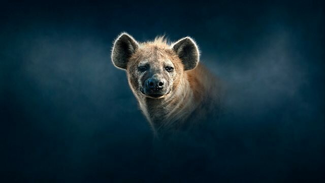 BBC: Династии — s02e04 — Hyena