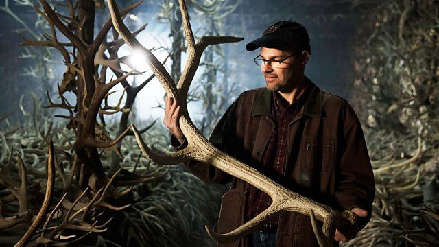 BBC: Живой мир — s37e03 — Nature's Wildest Weapons: Horns, Tusks and Antlers