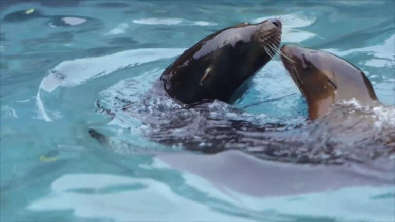 The Zoo — s03e02 — A Sea Lion Pup Grows Up