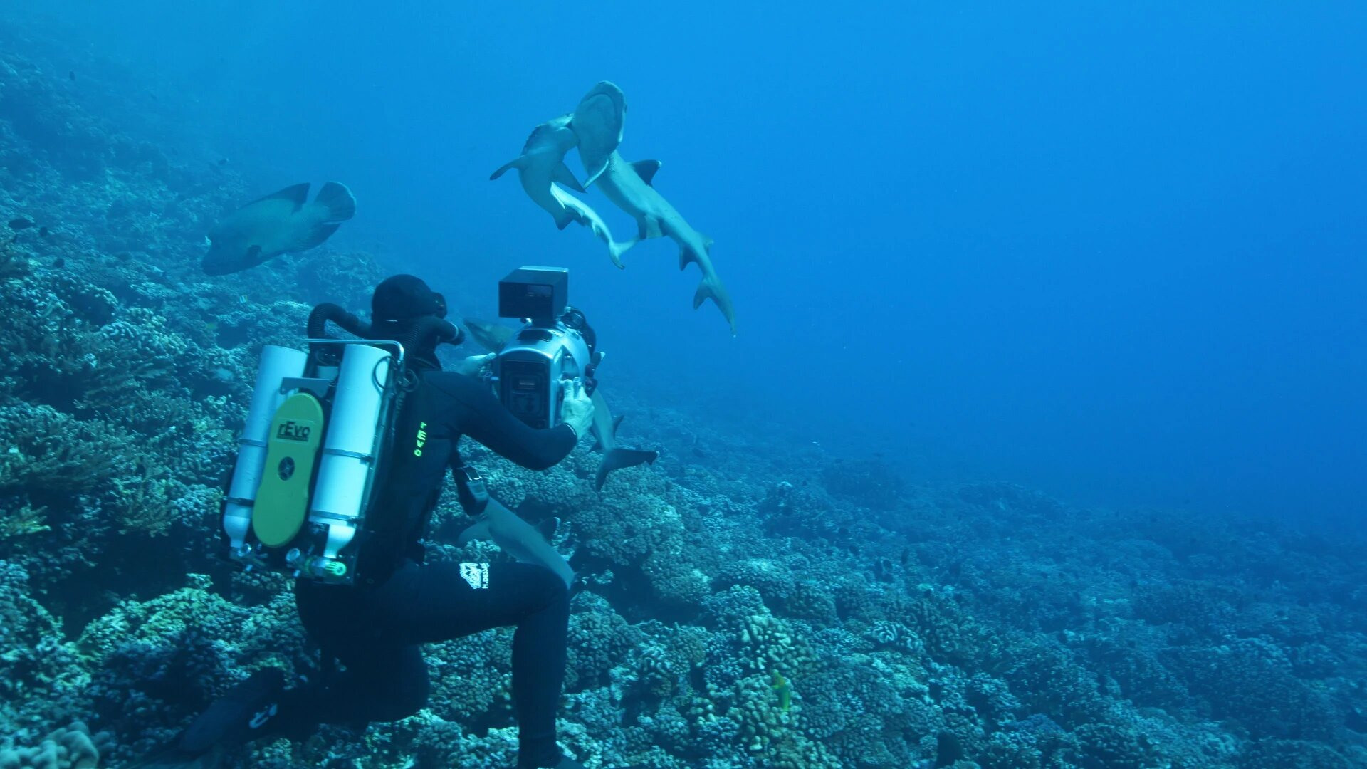 Shark island. The Mystery of Shark Island. Остров акулы кейс решение.