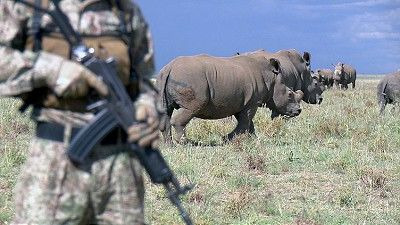 60 Minutes — s50e36 — The Rhino Crisis