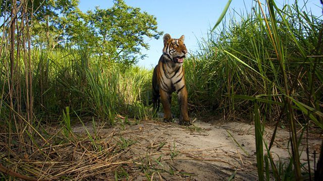 BBC: В поисках последнего тигра	 — s01e01 — Episode 1