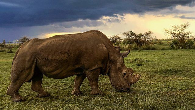 BBC: Живой мир — s37e06 — Sudan: The Last of the Rhinos