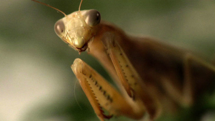 Ancient Aliens — s07e07 — Aliens and Insects